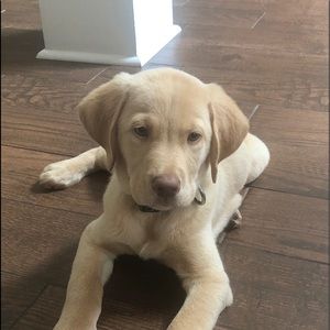 Meet your Posher, Tam